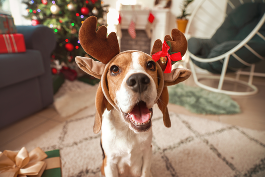 Tips for Pet Safety During the Holidays