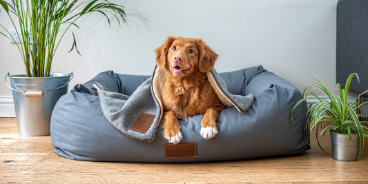 Natural cleaning hacks to improve your pet care