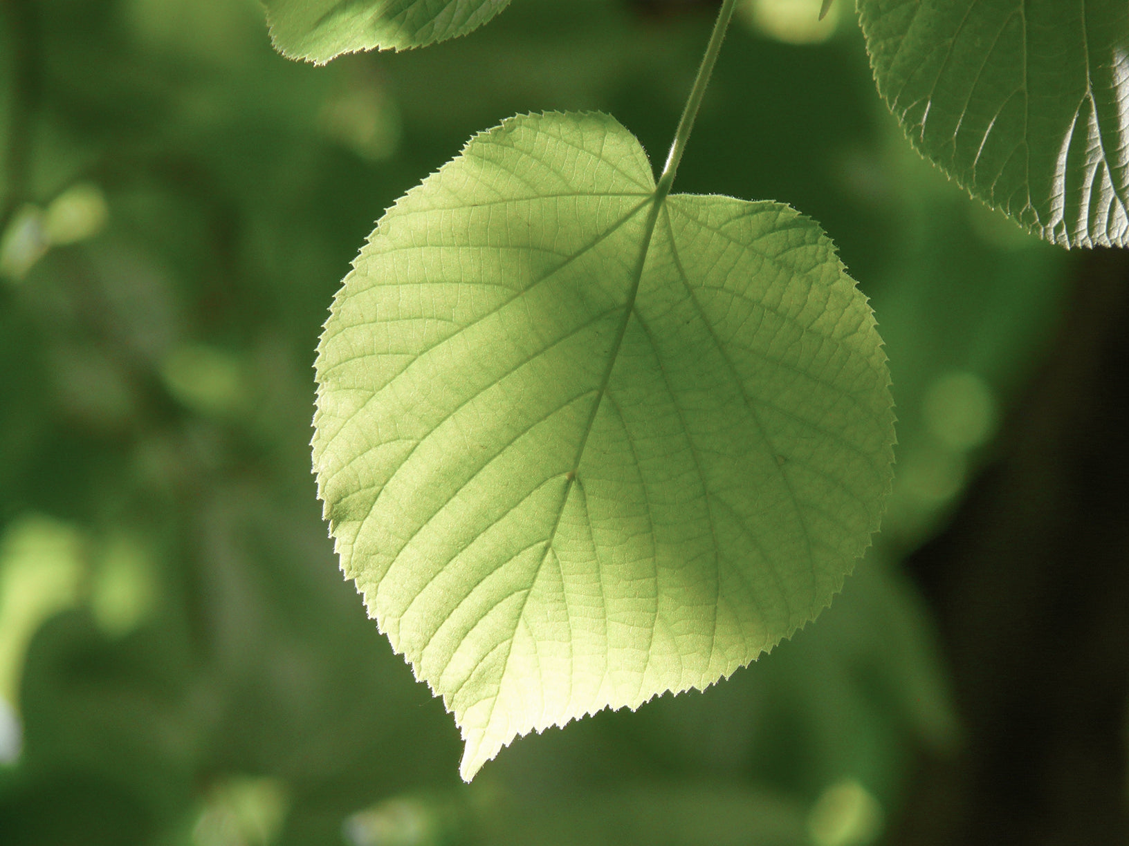 Green leaf