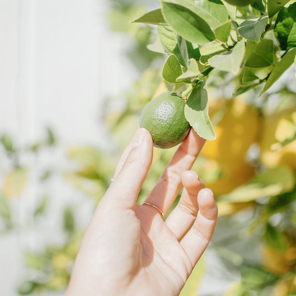 Picking the green fruit grows on tree