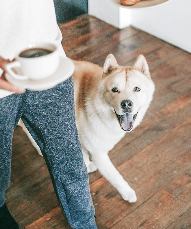 Happy dog and the owner walking on a floor freshly cleaned by AspenClean house cleaning team