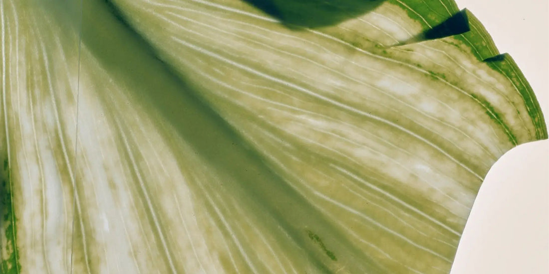 How to escape cleaning product greenwashing
