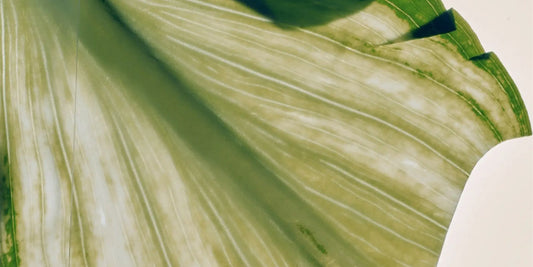 How to escape cleaning product greenwashing