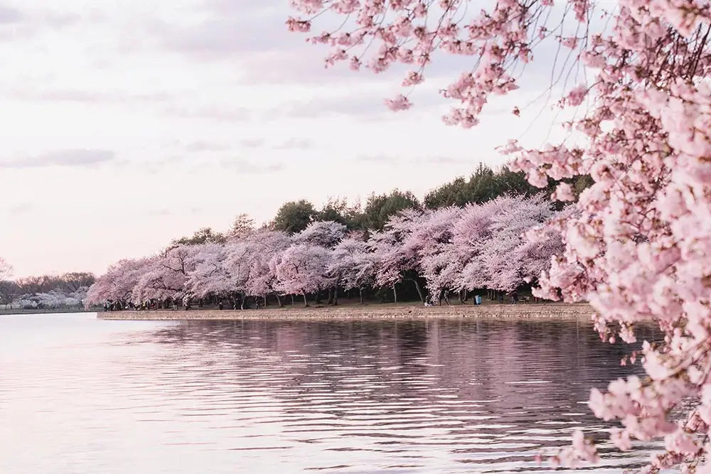 Ways to Make the Most out of Spring | AspenClean