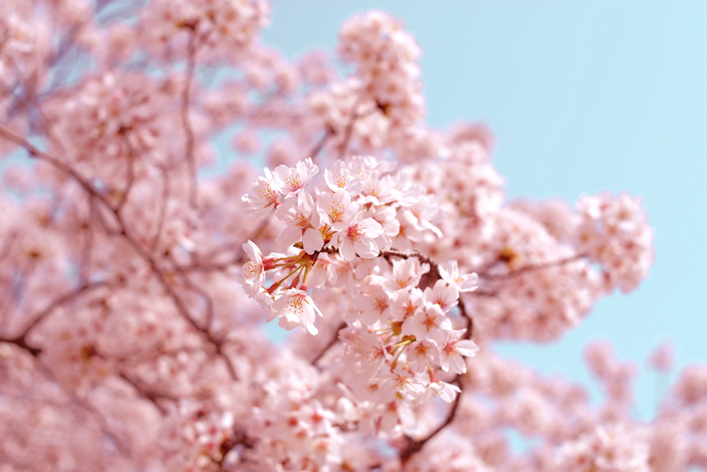 Naturally avoid spring allergies