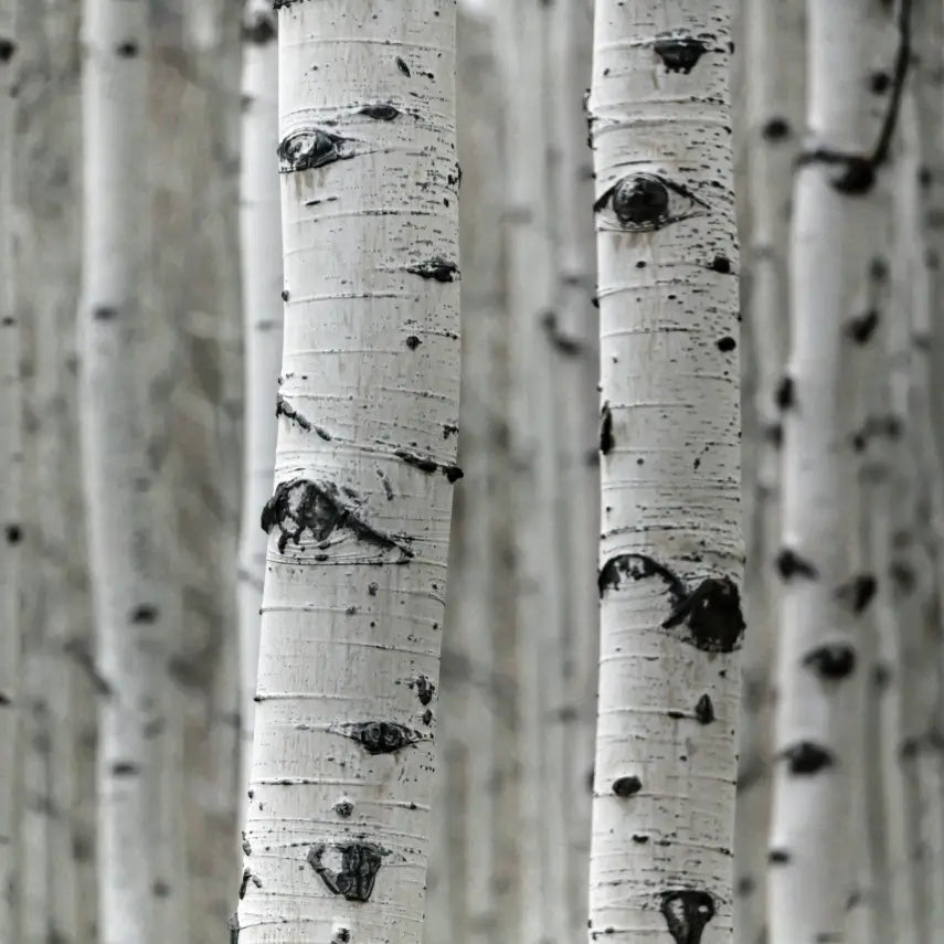Aspen Bark Extract