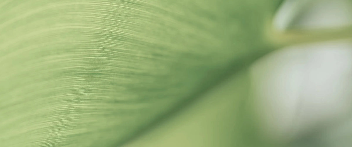 about aspenclean