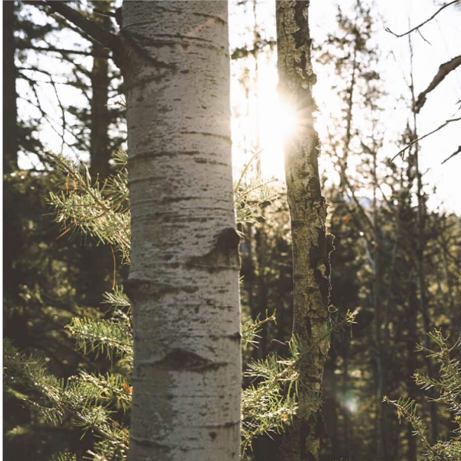AspenClean Products' Key Ingredient: Aspen Bark Extract